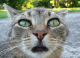 mrkaki's Avatar