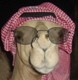 robotman5's Avatar